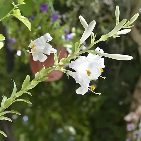Alloggio in famiglia Sirincem